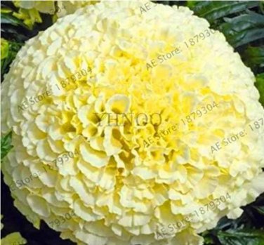 Rare Big White Vanilla African Marigold 100 Seed