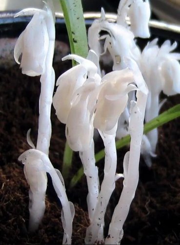 Rare Monotropa Uniflora Indian Pipe Cheilotheca Humilis White Flowers 150 seeds