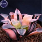 Rare BELLFARM Haworthia Hybrid, 5 seeds / pack