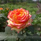 Rare BELLFARM Heirloom 'Mu Na' Golden Red Rose Shrub Flower 50 Seeds