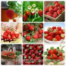 Rare BELLFARM Heirloom 9 Varieties of Red Organic Strawberry Seeds