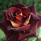 Rare BELLFARM 20 Heirloom Witch Brown Rose Plant Flowers Seeds