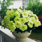 Rare BELLFARM 200 PCS 'Xihe Lv' Fully Green Petunia Annual Flowers Seeds