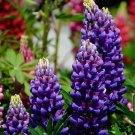 Rare BELLFARM 15 PCS Lupinus Perennial Flowers Seeds