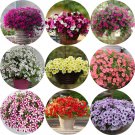 Rare BELLFARM Imported Beautiful Hanging Bonsai Petunia 200 Seeds