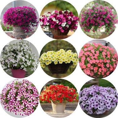 Rare BELLFARM Imported Beautiful Hanging Bonsai Petunia 200 Seeds