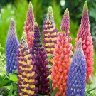 Rare BELLFARM 15 PCS Lupinus Perennial Flowers Seeds