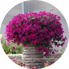 Rare BELLFARM Imported Beautiful Hanging Bonsai Petunia 200 Seeds