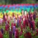 Rare BELLFARM 15 PCS Lupinus Perennial Flowers Seeds