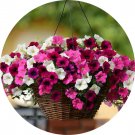 Rare BELLFARM Imported Beautiful Hanging Bonsai Petunia 200 Seeds