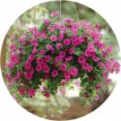 Rare BELLFARM Imported Beautiful Hanging Bonsai Petunia 200 Seeds