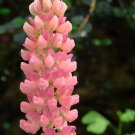 Rare BELLFARM 15 PCS Lupinus Perennial Flowers Seeds