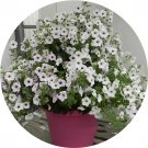 Rare BELLFARM Imported Beautiful Hanging Bonsai Petunia 200 Seeds