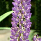 Rare BELLFARM 15 PCS Lupinus Perennial Flowers Seeds