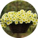 Rare BELLFARM Imported Beautiful Hanging Bonsai Petunia 200 Seeds