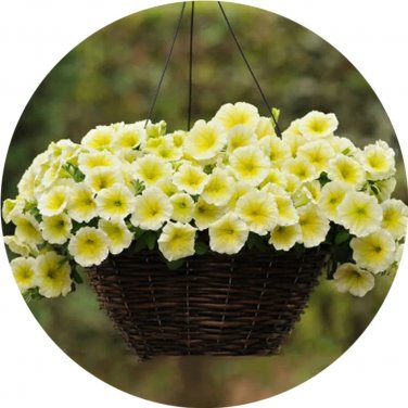Rare BELLFARM Imported Beautiful Hanging Bonsai Petunia 200 Seeds