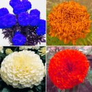 Rare BELLFARM Tagetes erecta Purple Orange White Red Bonsai Flowers, 100 Seeds