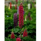 Rare BELLFARM 15 PCS Lupinus Perennial Flowers Seeds