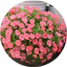 Rare BELLFARM Imported Beautiful Hanging Bonsai Petunia 200 Seeds