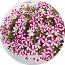 Rare BELLFARM Imported Beautiful Hanging Bonsai Petunia 200 Seeds