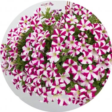 Rare BELLFARM Imported Beautiful Hanging Bonsai Petunia 200 Seeds
