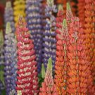Rare BELLFARM 15 PCS Lupinus Perennial Flowers Seeds
