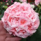 Rare BELLFARM Geranium Hydrangea-shaped peach pink and white colors Bonsai Flowers, 10 seeds