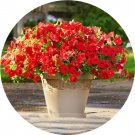 Rare BELLFARM Imported Beautiful Hanging Bonsai Petunia 200 Seeds