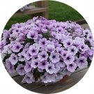 Rare BELLFARM Imported Beautiful Hanging Bonsai Petunia 200 Seeds