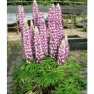 Rare BELLFARM 15 PCS Lupinus Perennial Flowers Seeds