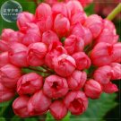 Rare BELLFARM Geranium 'Tulip Orangish Red Bud' Perennial Bonsai Flowers, 10 seeds