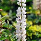 Rare BELLFARM 15 PCS Lupinus Perennial Flowers Seeds