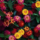 Rare BELLFARM Lantana Camara Perennial Bonsai Flowers, 20 Seeds