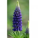 Rare BELLFARM 15 PCS Lupinus Perennial Flowers Seeds