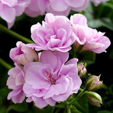 Rare 10 PCS Geranium 'Royal Lavender' Seeds Trailing Heat-tolerant Pelargonium