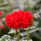 Rare Geranium 'Wilhelm Langguth' 10 Seeds Attractive Pelargonium Flowers