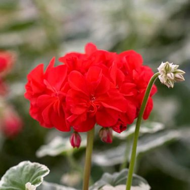 Rare Geranium 'Wilhelm Langguth' 10 Seeds Attractive Pelargonium Flowers