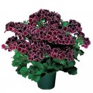 Rare 10PCS Geranium 'Elegance Imperial' Flower Seeds Rich Burgundy Purple