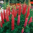 Rare BELLFARM 15 PCS Lupinus Perennial Flowers Seeds