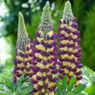 Rare BELLFARM 15 PCS Lupinus Perennial Flowers Seeds