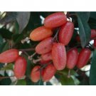 Rare BELLFARM Elaeagnus multiflora Silverberry Goumi Berry 2 Seeds