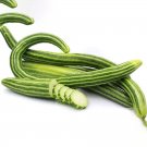 Rare Cucumber Armenia Vegetable 50 Seeds Organic 1 meter Long