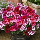Rare Geranium Mixed Dark Red Petals Pink Edege Flowers 10 seeds