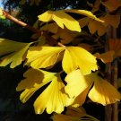 Rare 10PCS Warrenorth Smokey Quartz Zonal Geranium Seeds