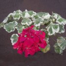 Rare 10PCS Warrenorth Smokey Quartz Zonal Geranium Seeds Ruby