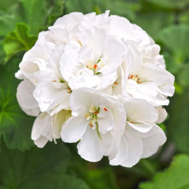 Rare 10 PCS White Zonal Pelargonium Seeds White Terry Semidouble Geranium Seeds