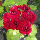 Rare 10PCS Diemierii Schafferi Zonal Geranium Red Pelargonium Flower Seeds