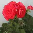 Rare Red Viva Rosita Zonal Geranium Flower Seeds 10PCSs