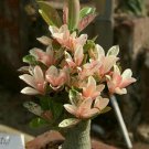 Rare BELLFARM Adenium 'Yulan magnolia' Types Pink Semidouble Petals Flowers, 2pcs