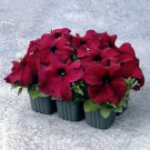 Rare BELLFARM Supercascade Burgundy Dark Red Petunia Annual Flowers 100 Seeds